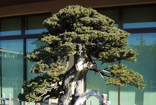 盆栽美術館,大宮,えぞまつ