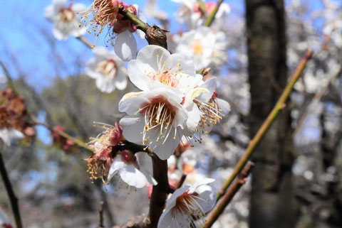 ウメ,梅の木,白梅,しろうめ