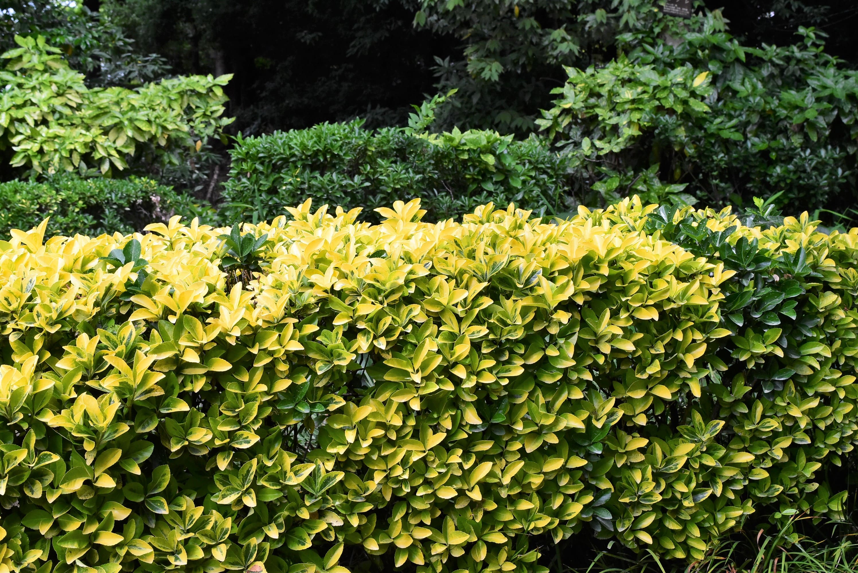 垣根に適した木 庭木図鑑 植木ペディア