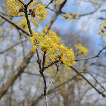 黄色い花が咲く木 シニア別館