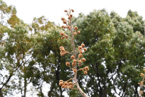 桐の花の蕾,きりの木