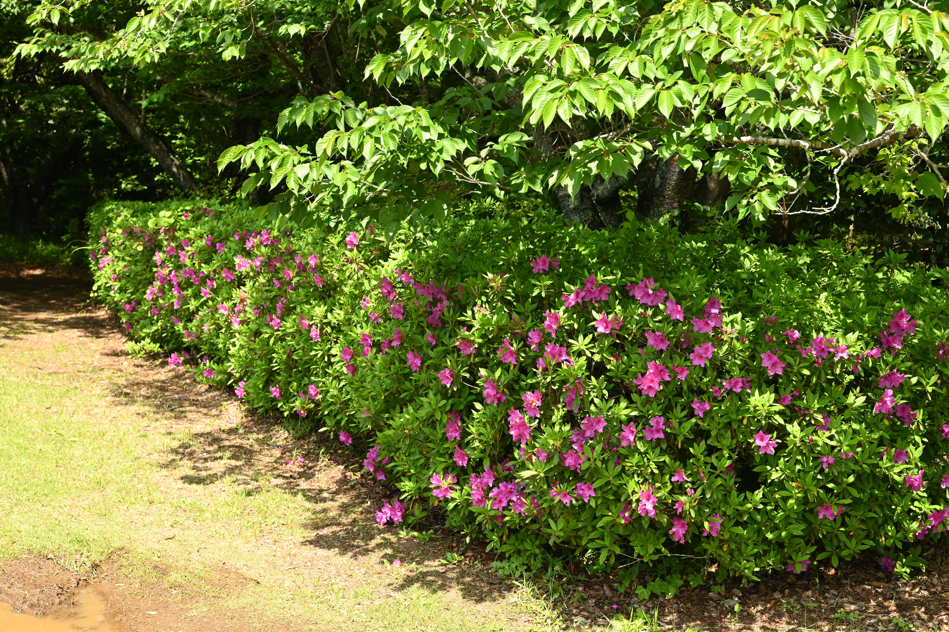 オオムラサキツツジ 大紫躑躅 庭木図鑑 植木ペディア