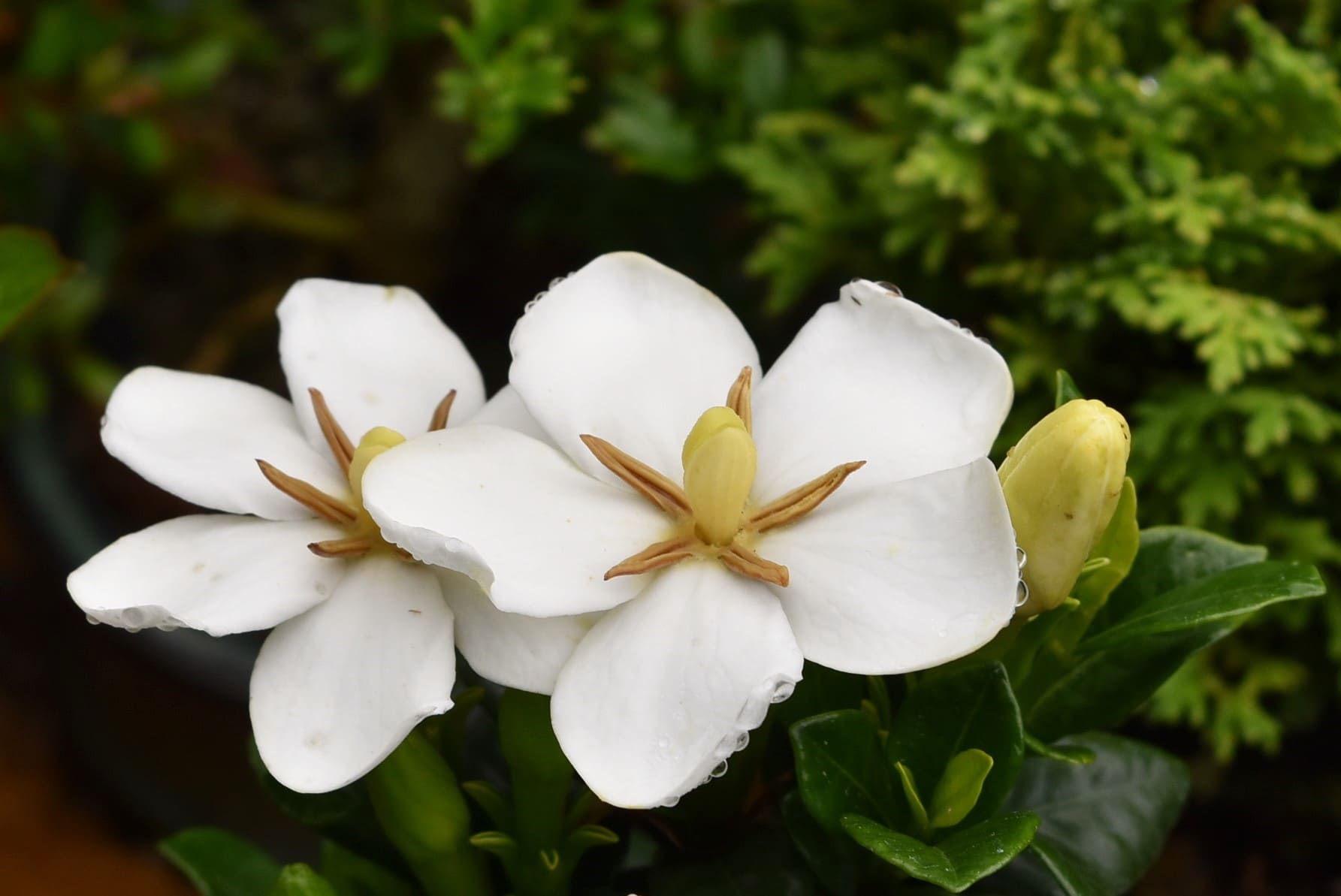 梔子の花 画像