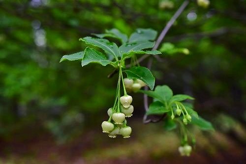 あぶらつつじ,油ツツジ,花,画像