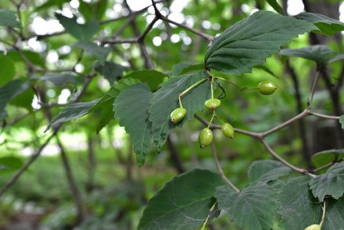 オトコヨウゾメ,樹木