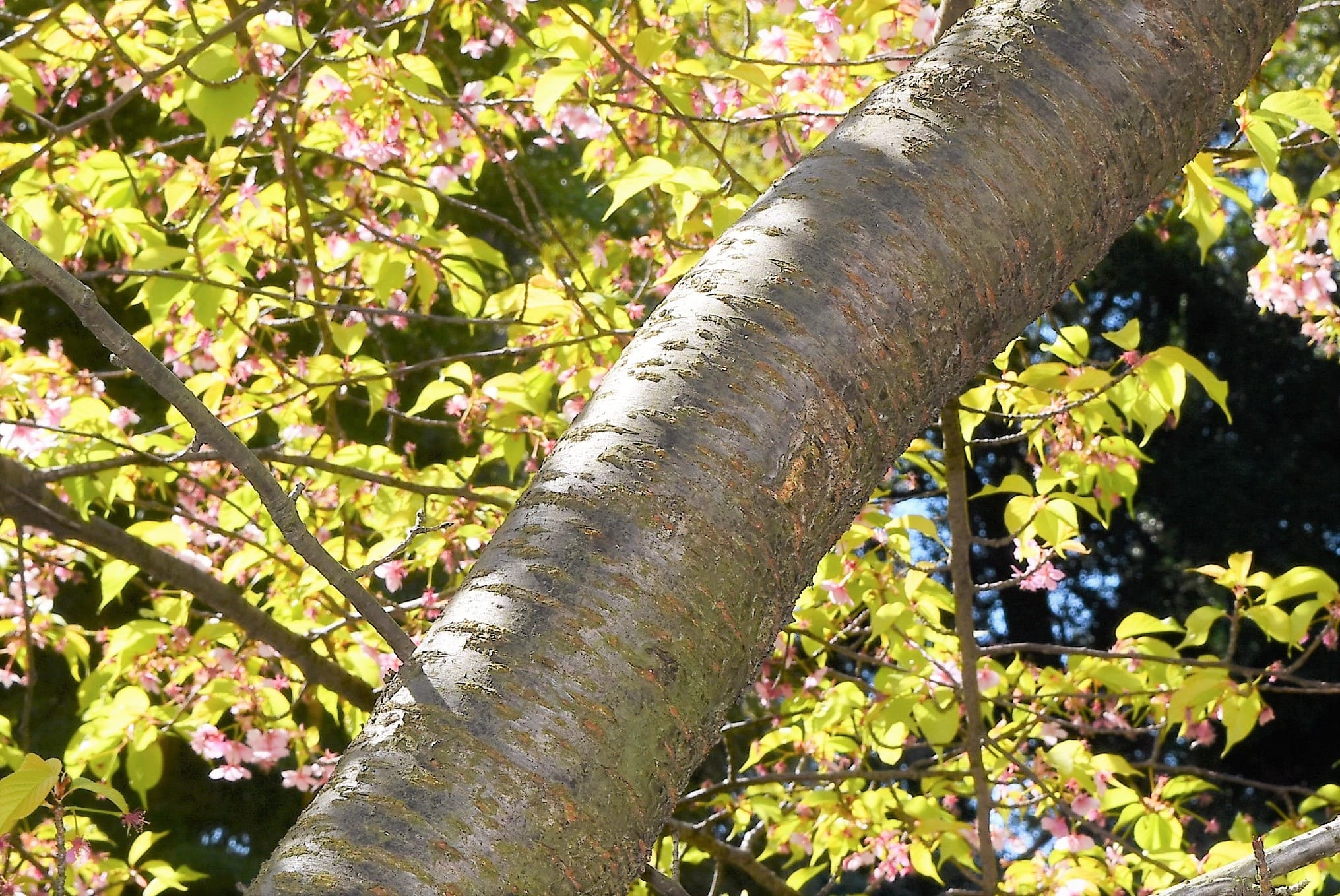 河津桜 樹皮