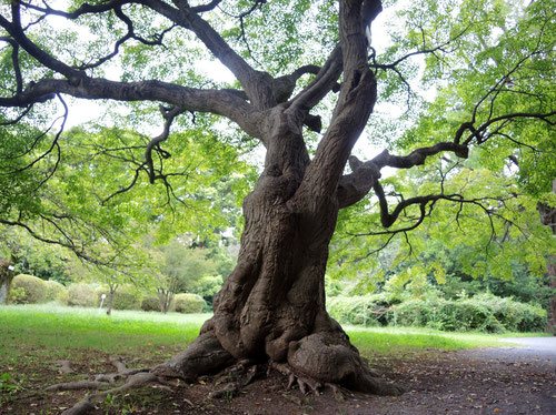 ペッパーペッパー　イロハモミジ イロハモミジ - 庭木図鑑 植木ペディア