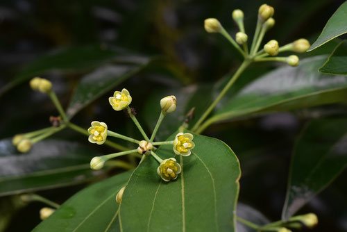 ヤブニッケイ,やぶにっけい,花の時期,画像