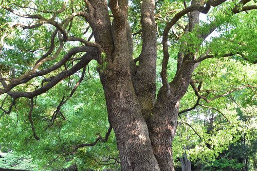 となりのトトロの木 何