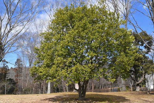 【ガチ盆栽】オガタマの木　バナナ匂い　激古 ガチ盆栽】オガタマの木 バナナ匂い 激古