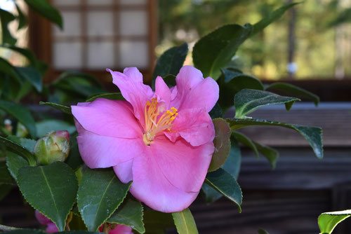 寒椿,カンツバキ,かんつばき,花の色