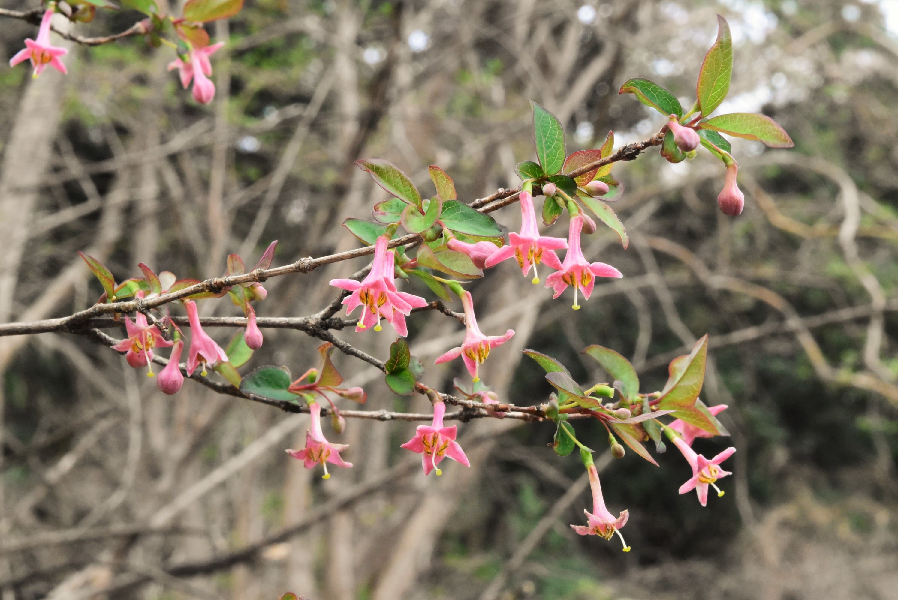 うぐいすかぐら 植木