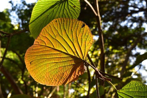 ムシカリ 黄葉 紅葉
