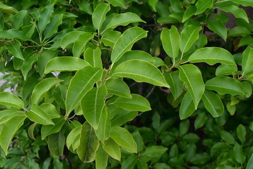 そよご,植木,特徴,ソヨゴ