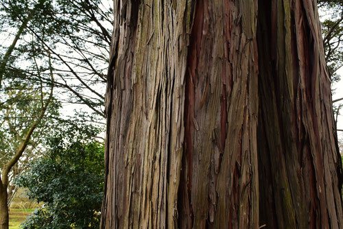 Japanese cypress,trunk