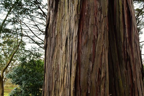 檜の香りがする木の写真 檜・桧（ヒノキ・ひのき）世界最高レベルの木