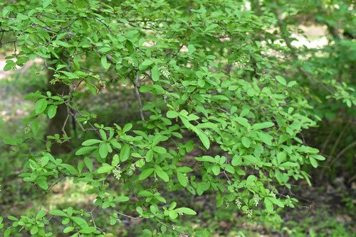 イボタノキ 庭木図鑑 植木ペディア