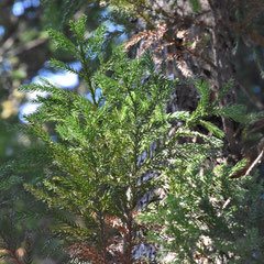 varieties of Japanese cedar