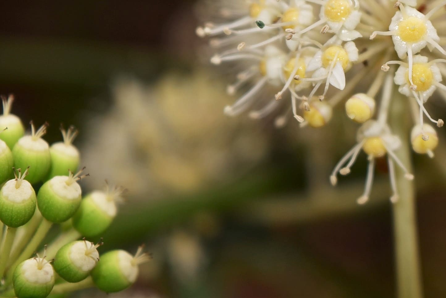 Japanese Aralia,flower