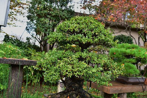 Bonsai,Chinese elm