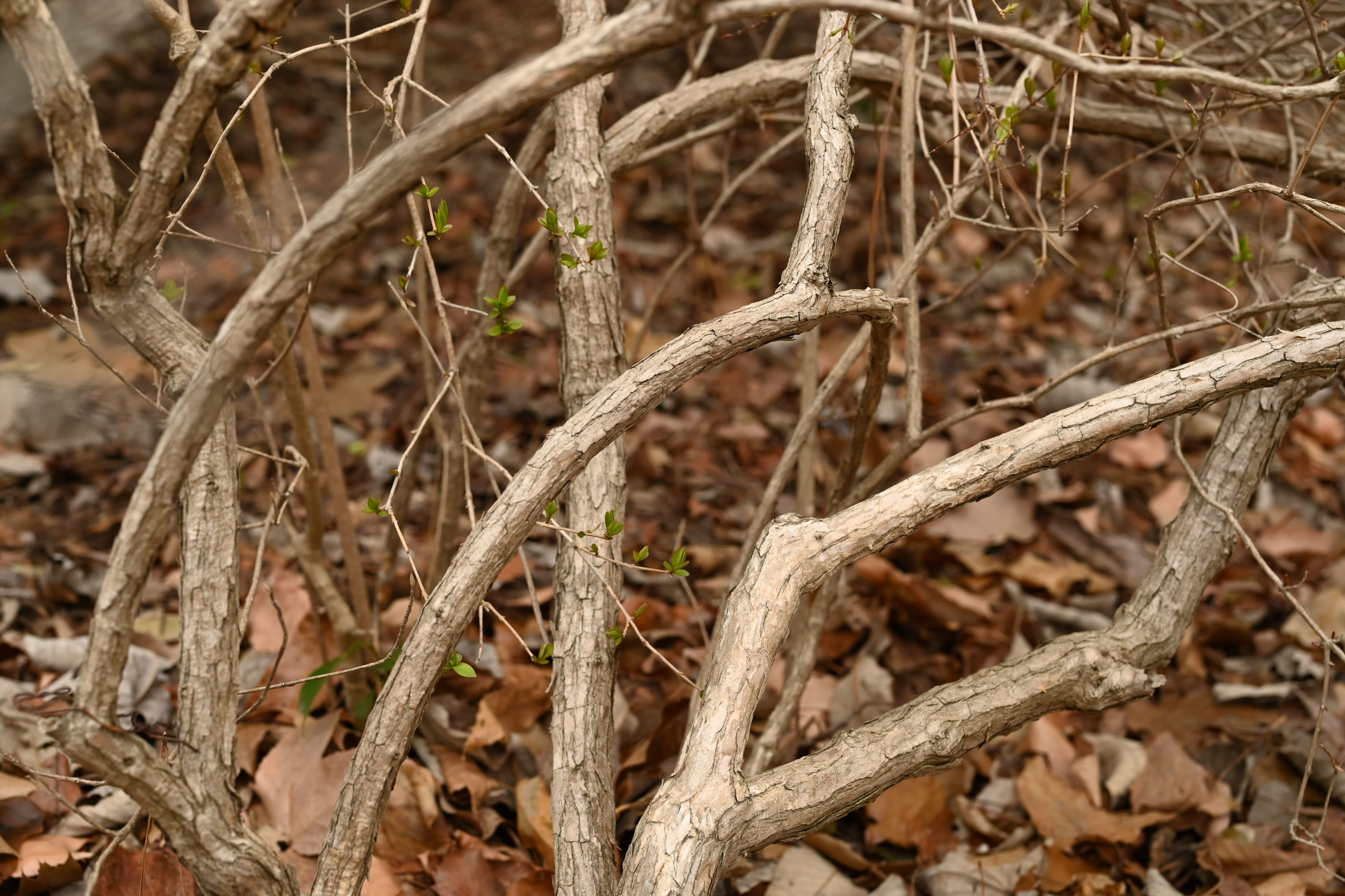 white forsythia tree