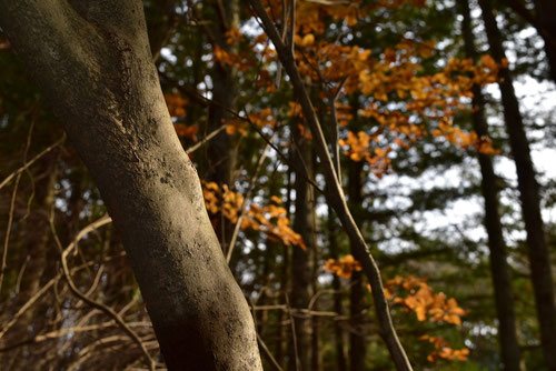 アカヤシオ,あかやしお,紅葉,幹