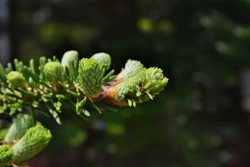 ウラジロモミ（裏白樅） - 庭木図鑑 植木ペディア