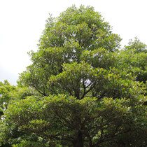 成長速度が遅い樹木