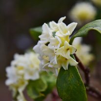 春に白い花が咲く木　種類