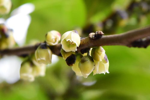 ヒサカキ（姫榊） - 庭木図鑑 植木ペディア