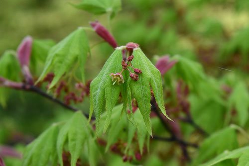 オオモミジ　樹高H1.5m oomomiji10-5.jpg