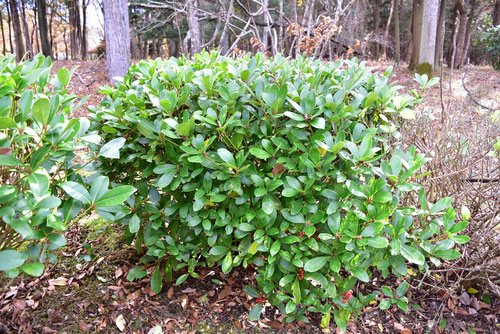 Japanese skimmia