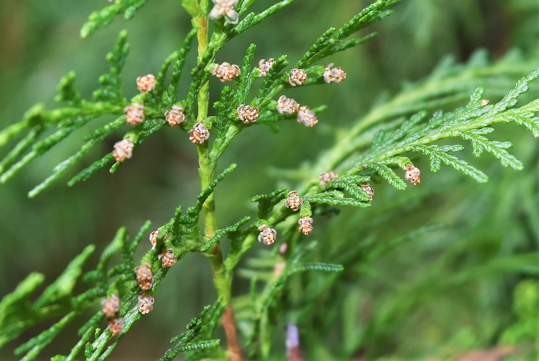 盆栽 コノテガシワ コノテガシワのミニ盆栽／Mini bonsai of Latycladus orientalis