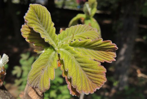 柏の葉っぱ,新芽,かしわ