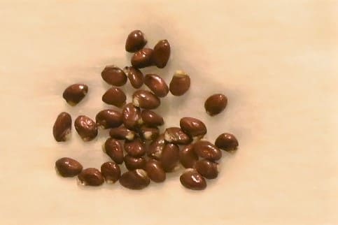 Akebi,seeds