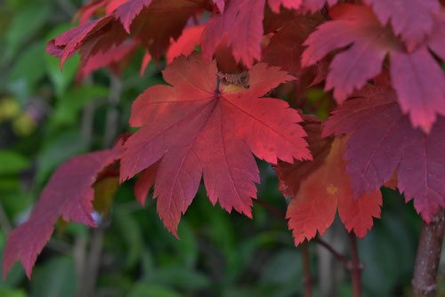 イタヤカエデ,べにいたやかえで,紅葉