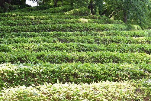 ちゃのき,茶畑,お茶の木,画像,皇居