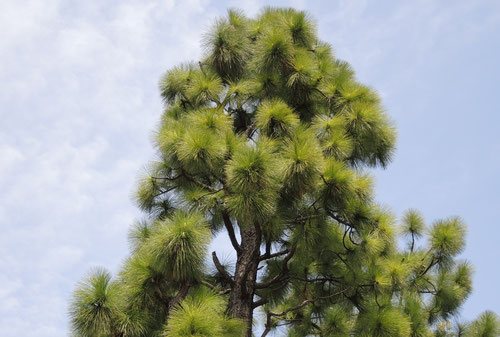 ダイオウショウ（大王松） - 庭木図鑑 植木ペディア