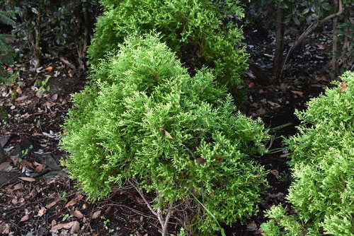 ニオイヒバ 匂檜葉 庭木図鑑 植木ペディア ニオイヒバ 匂檜葉 庭木図鑑 植木ペディア