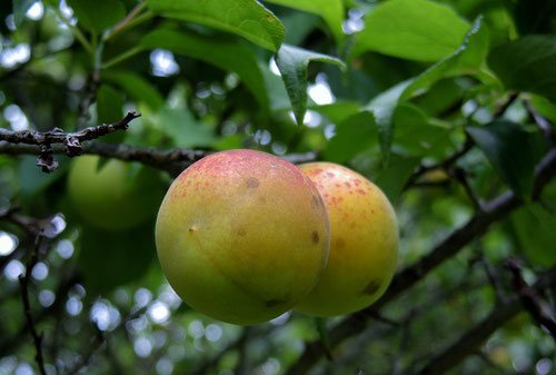 fruits of Japanese apricot