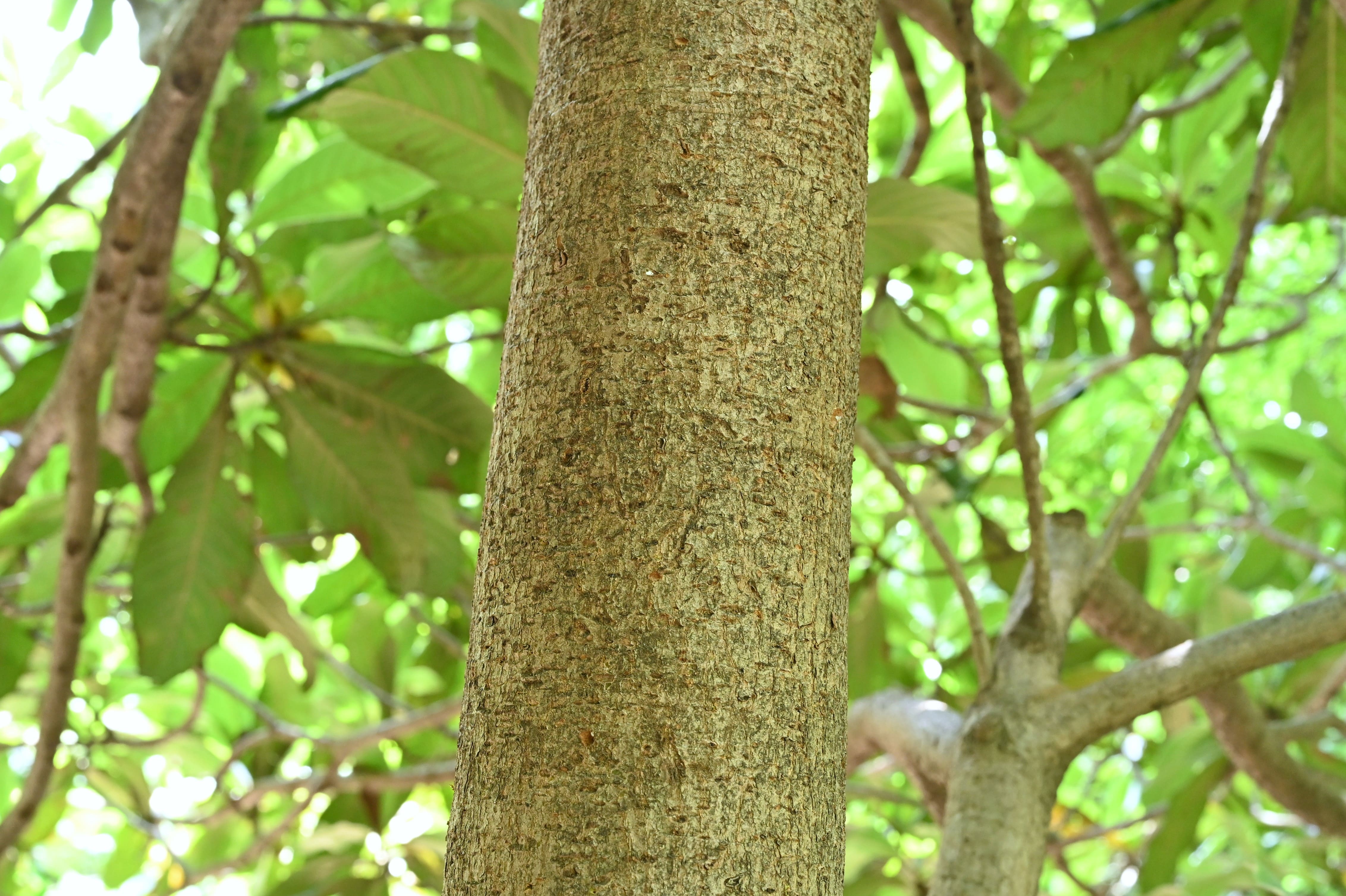 Japanese loquat,trunk