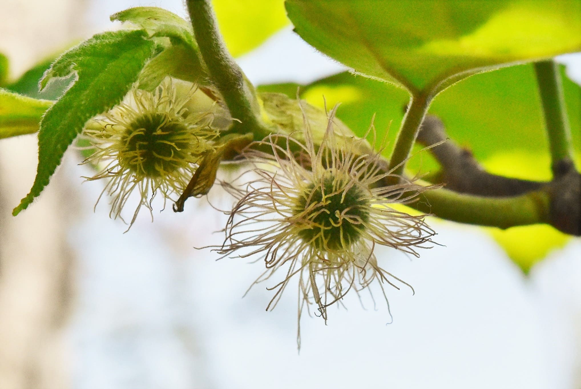 Paper mulberry,flower