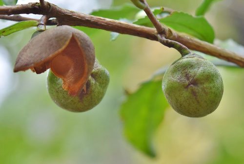 fruits of Japanese tea tree,picture