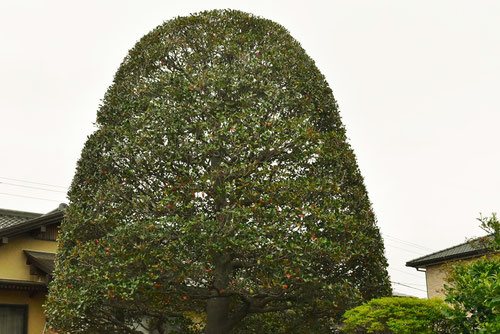 庭木の王様　モッコク　木斛 庭木の王様 モッコク 木斛 モッコク（木斛） - 庭木図鑑 植木ペディア