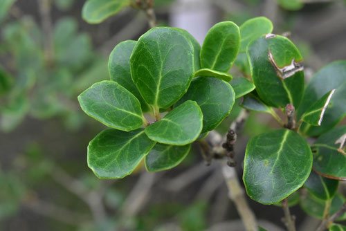 ヒイラギ 柊 庭木図鑑 植木ペディア