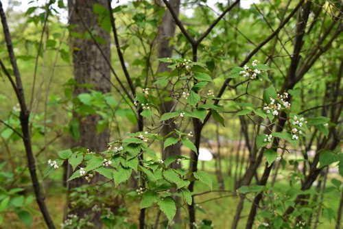 Trumpet creeper,tree,flower