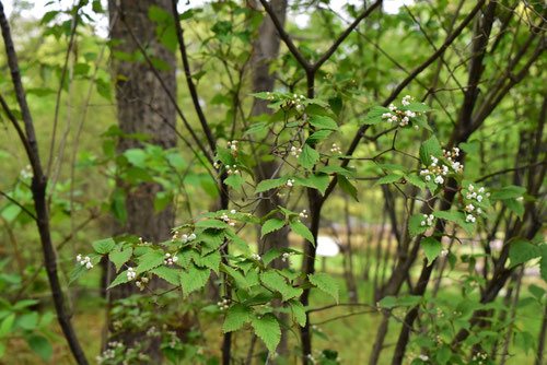オトコヨウゾメ,おとこようぞめ,Trumpet creeper,tree,flower