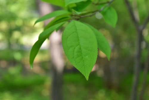 美の極み。山採りウメモドキ。 ウメモドキ（梅擬） - 庭木図鑑 植木