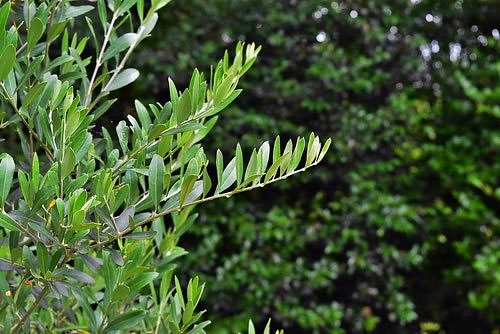 オリーブ - 庭木図鑑 植木ペディア オリーブ - 庭木図鑑 植木ペディア