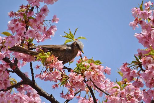 カワヅザクラ,ヒヨドリ